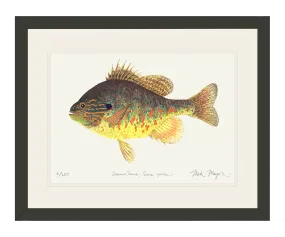 Pumpkinseed Print